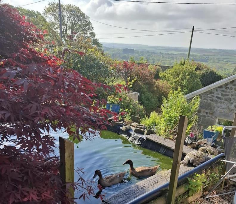 Cosy Cornish Cabin St Austell Εξωτερικό φωτογραφία