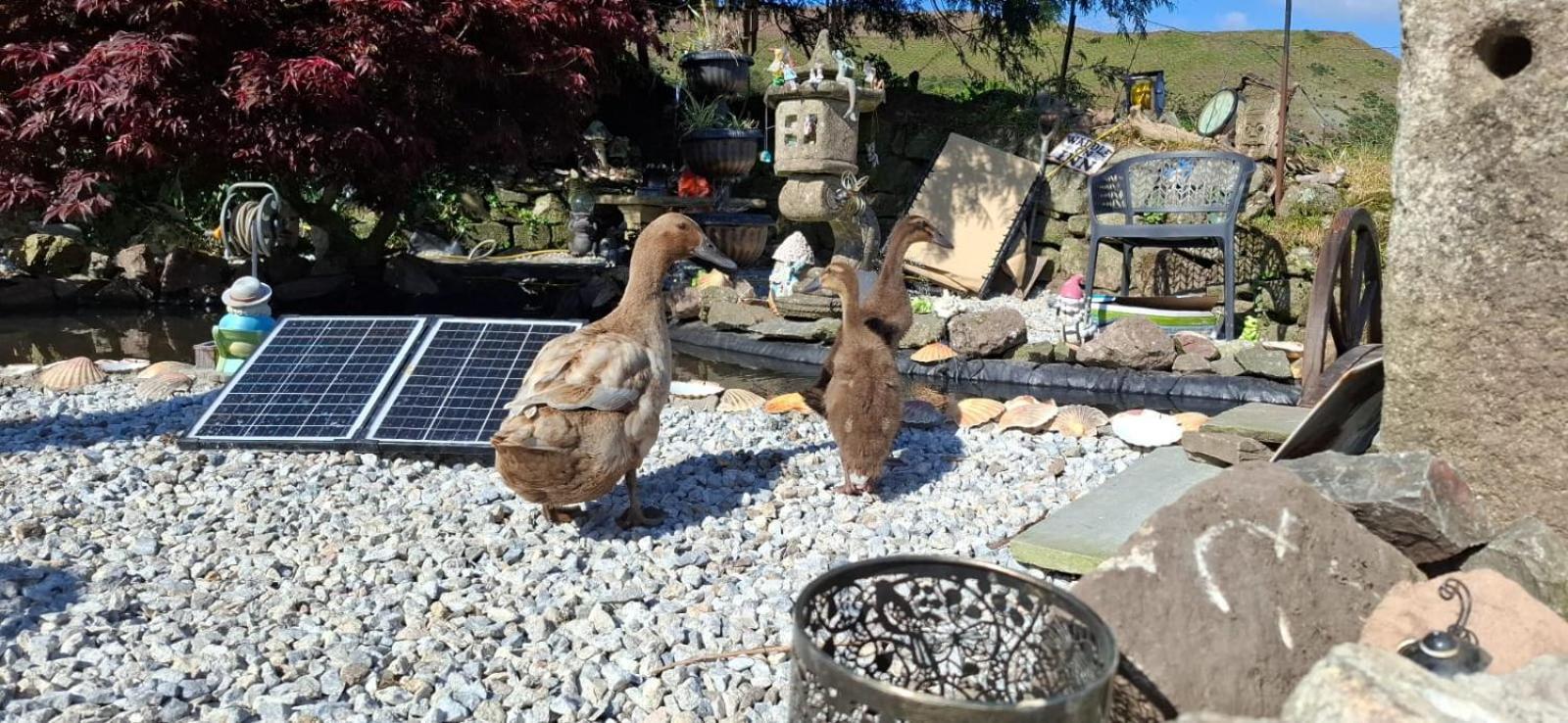 Cosy Cornish Cabin St Austell Εξωτερικό φωτογραφία